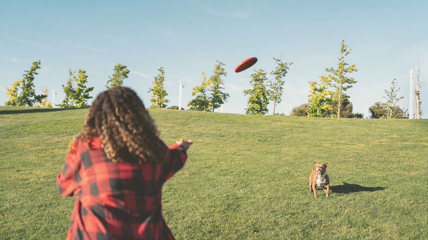 A dog catching a flying disc near a camper van during a digital nomad outdoor adventure.